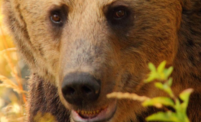 Bear